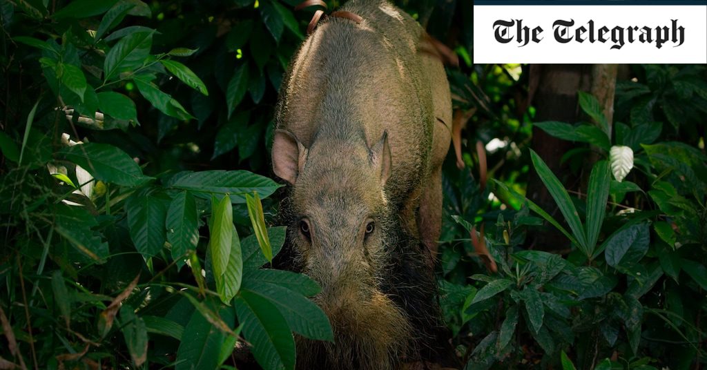 A virus wiped out Borneo's boars, leading to crocodile attacks on humans – but now they're back